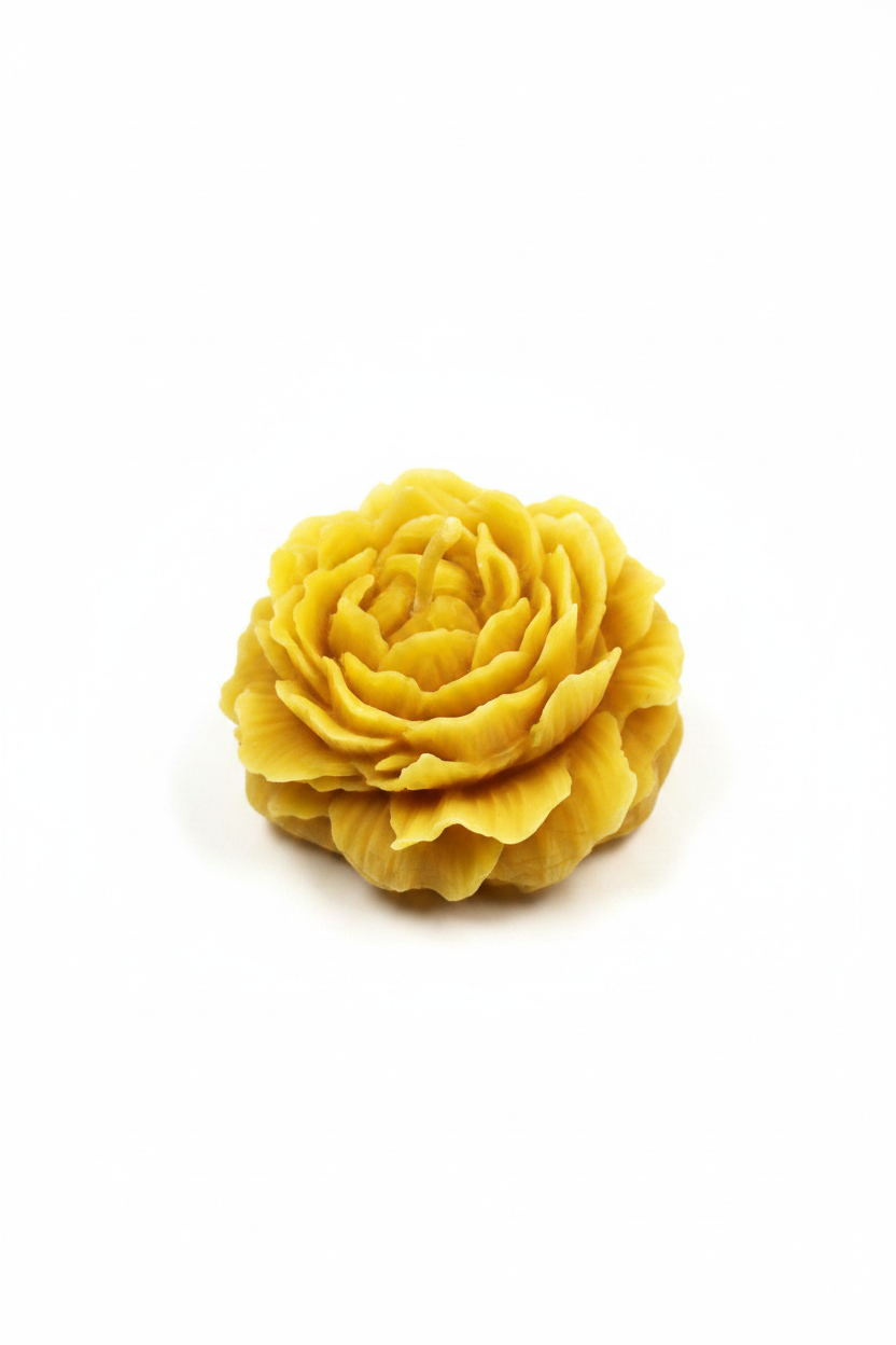 Bougie pivoine cire d'abeille fond blanc